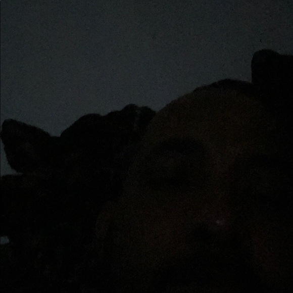 Meet your Posher, Victor - Picture 1 of 1